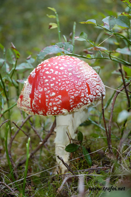 Amanita Muscaria