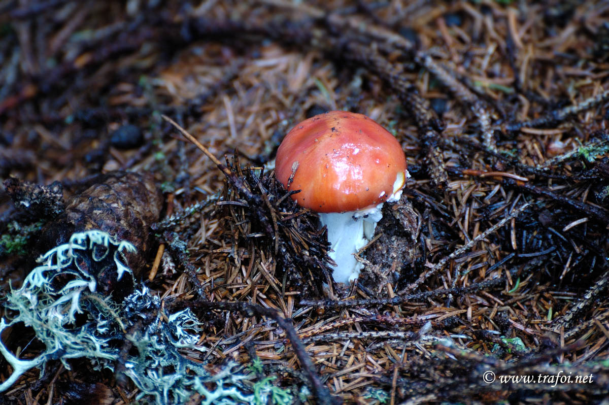 Colombina rossa