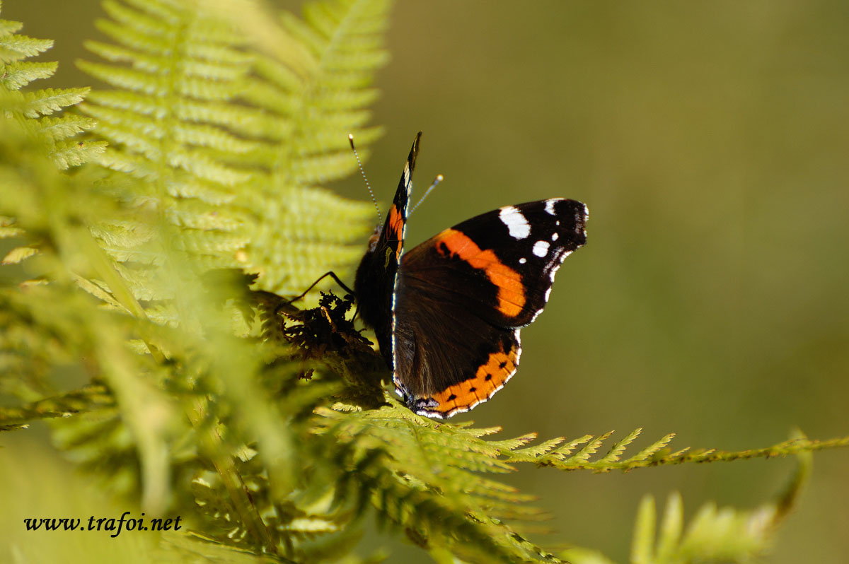 Vanessa Atalanta