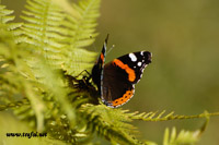 Incontri speciali fauna