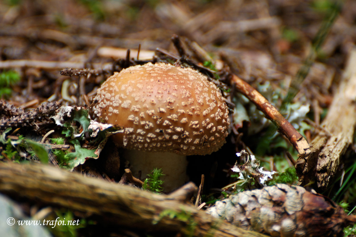 Amanita Panterina