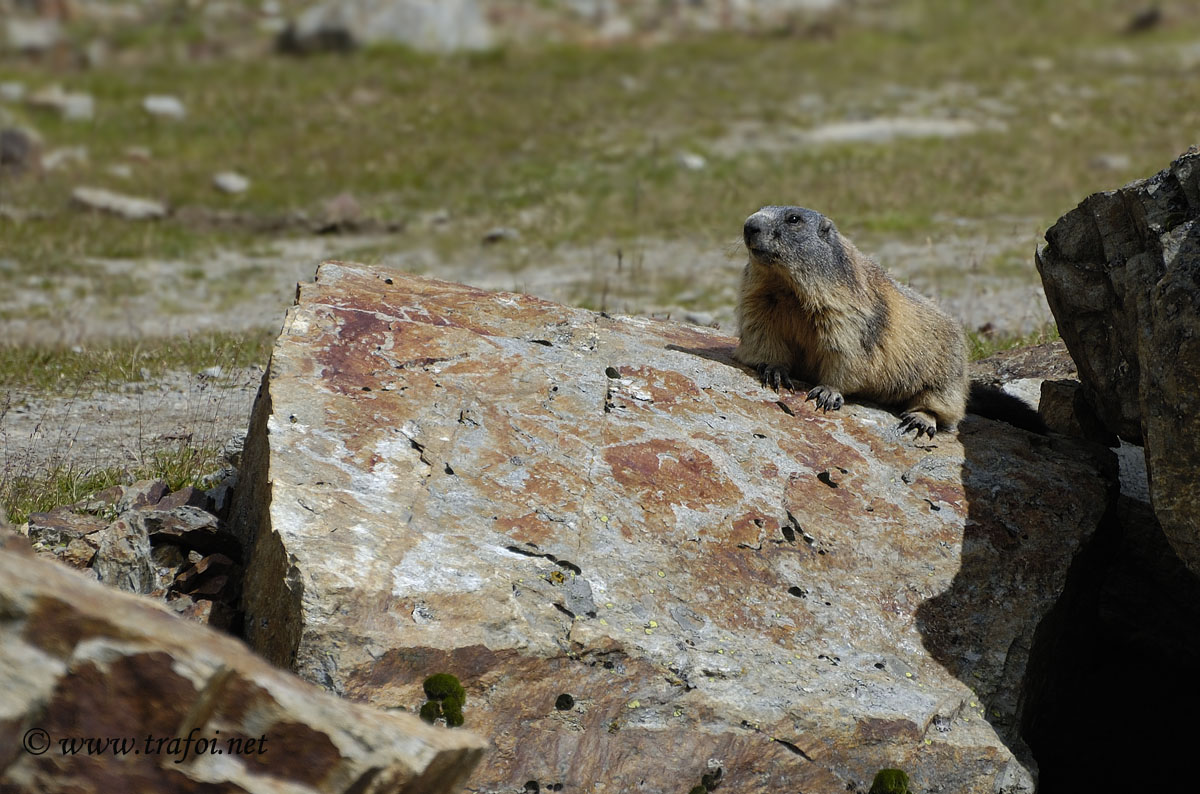 Marmotta
