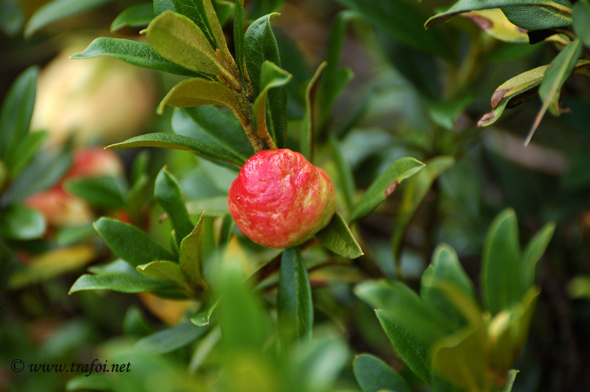 Fungo Rododendro