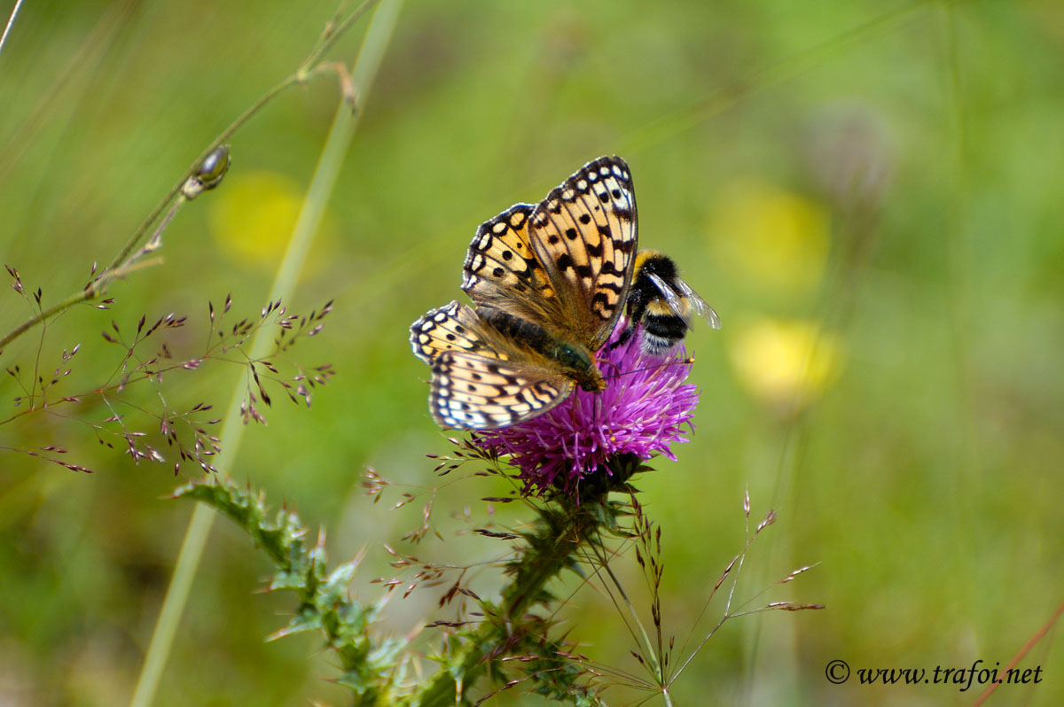 Lycaena dispar
