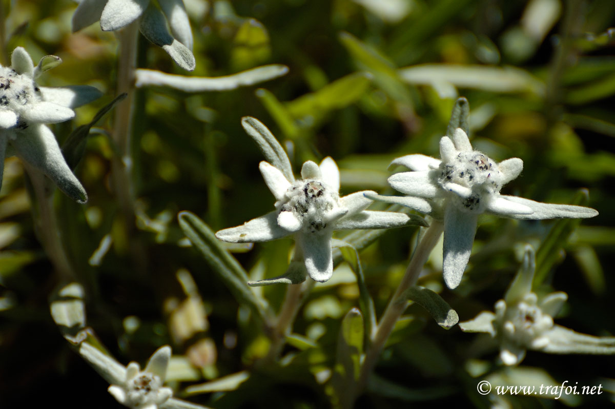 Stella Alpina Leontopodium alpinum