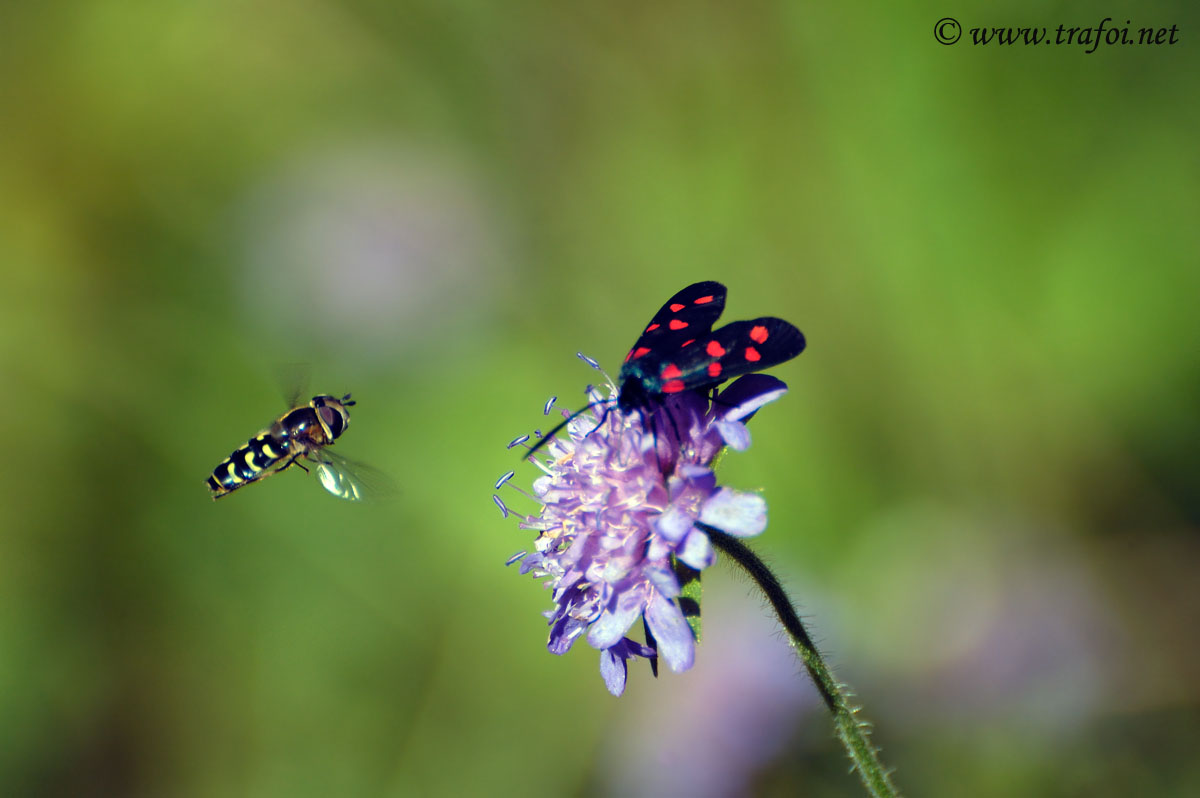 Zygaena