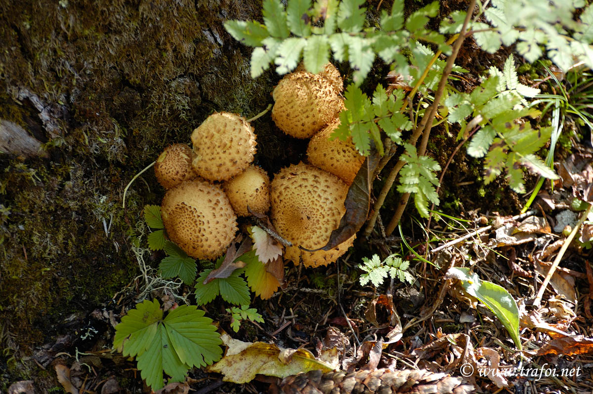 Pholiota