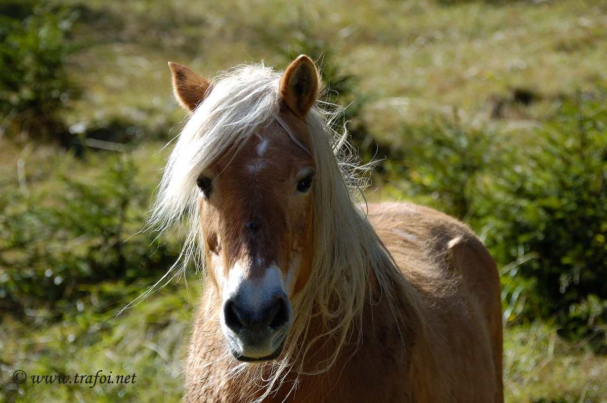 Equini
