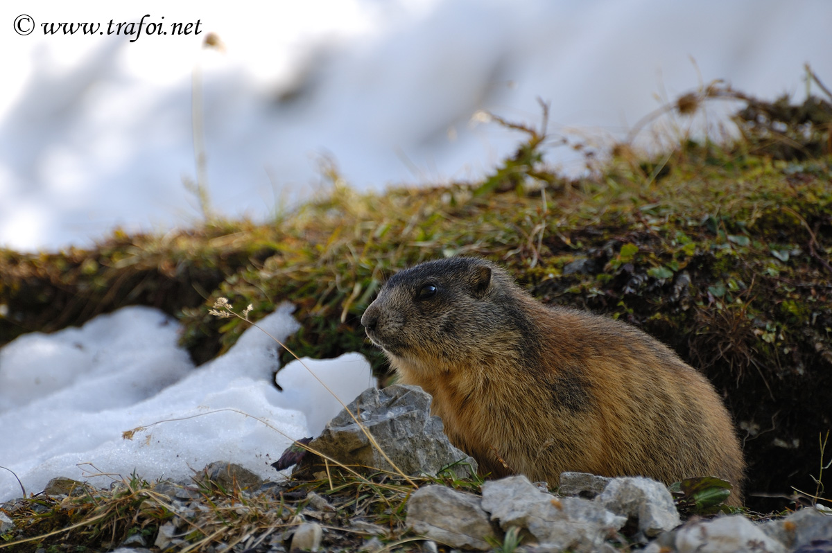 Marmotta