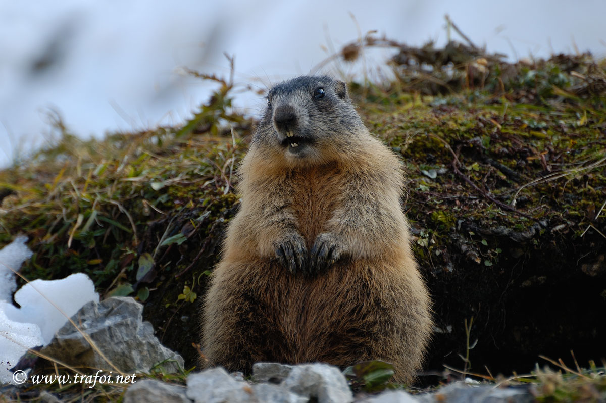 Marmotta
