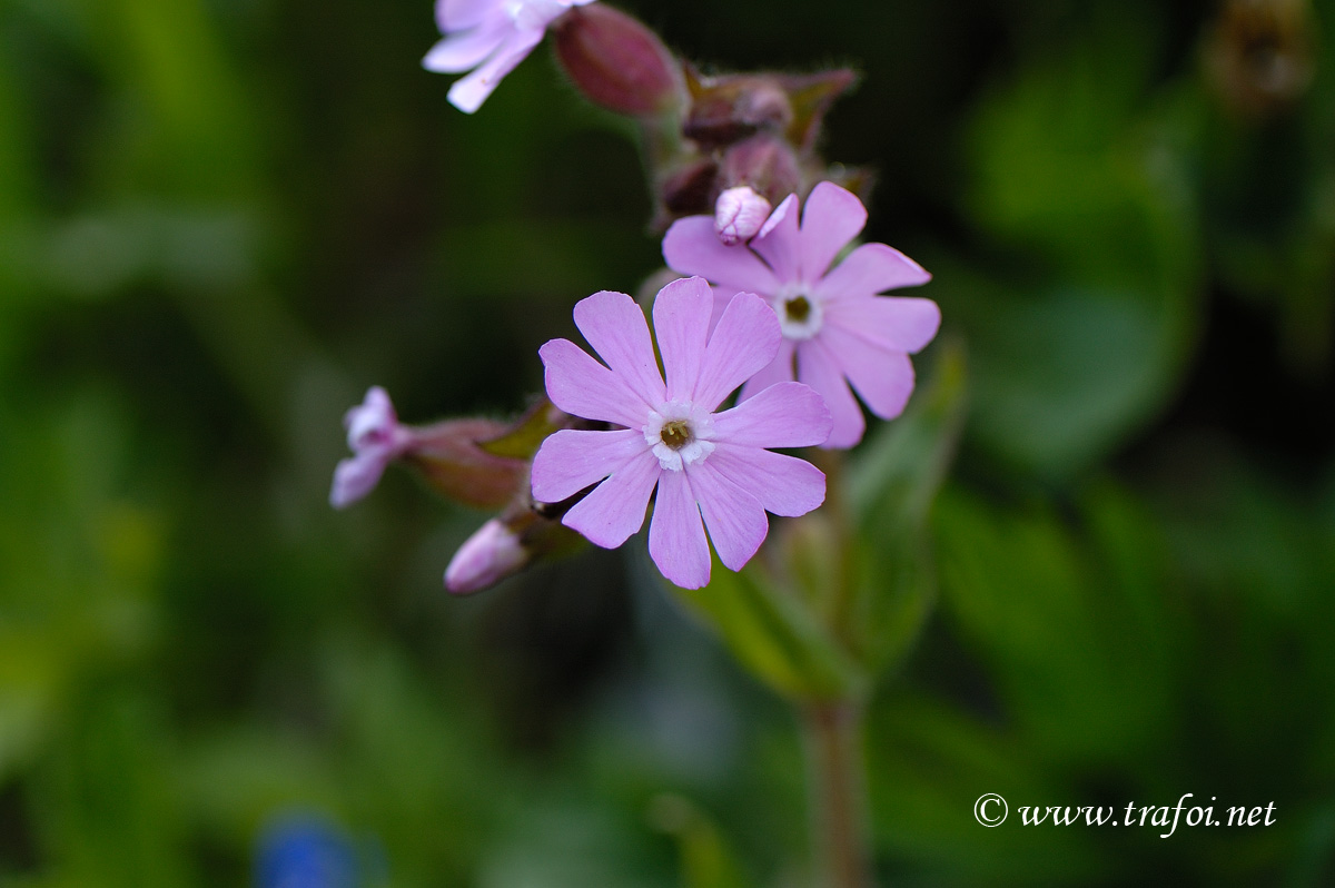 Silene Dioica