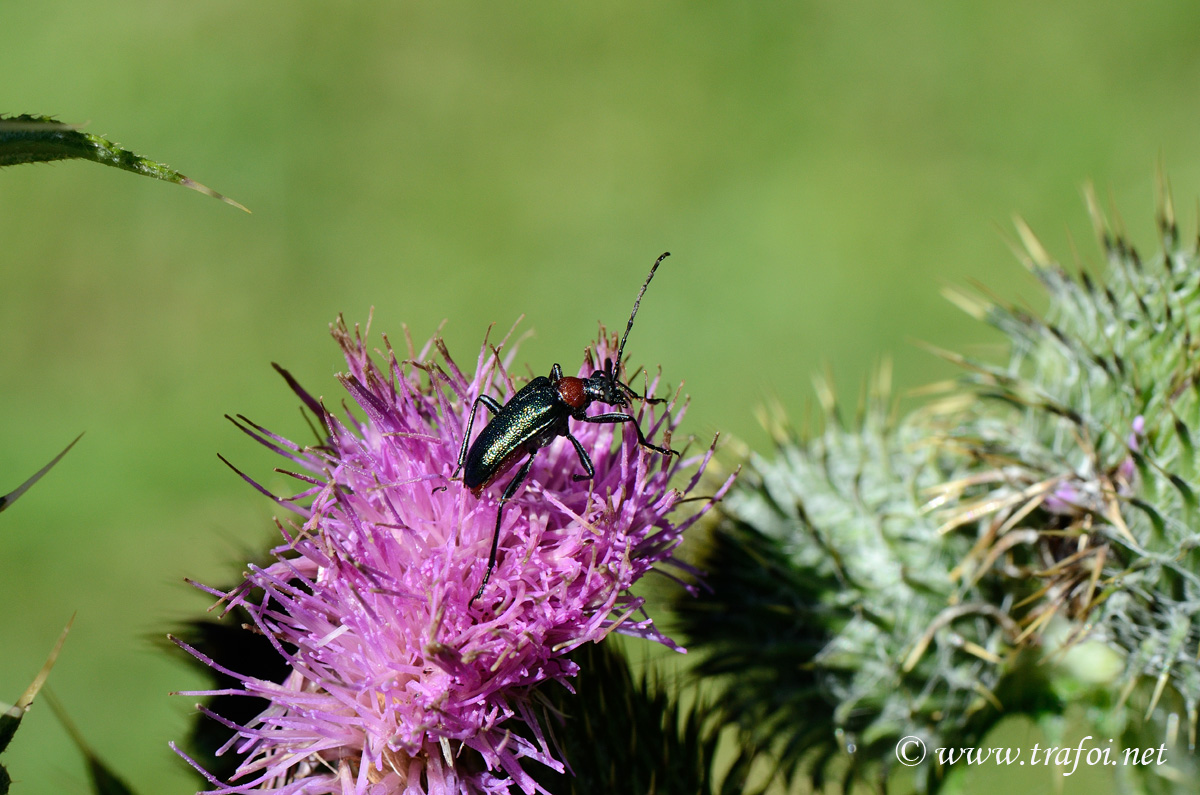 Carilia Virginea