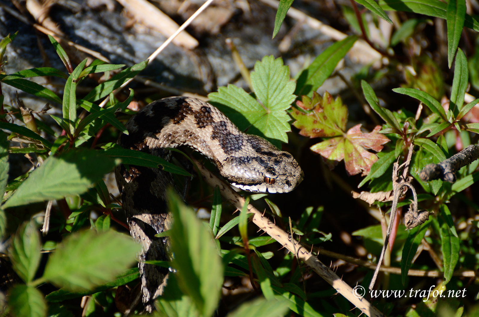 Vipera 2012