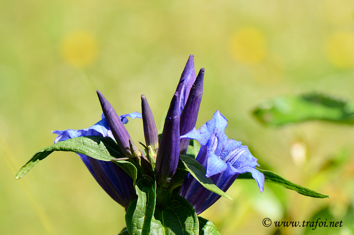 Genziana di Esculapio macro