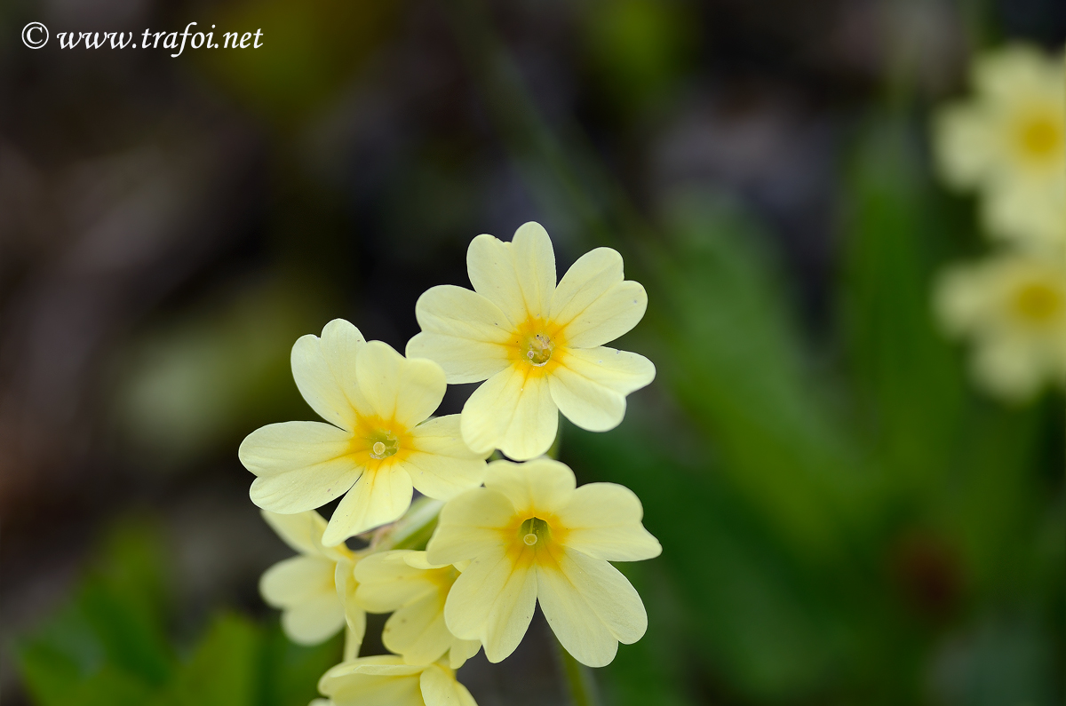 Primula Odorosa