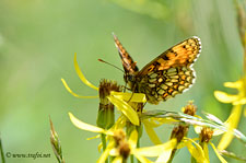 Macro