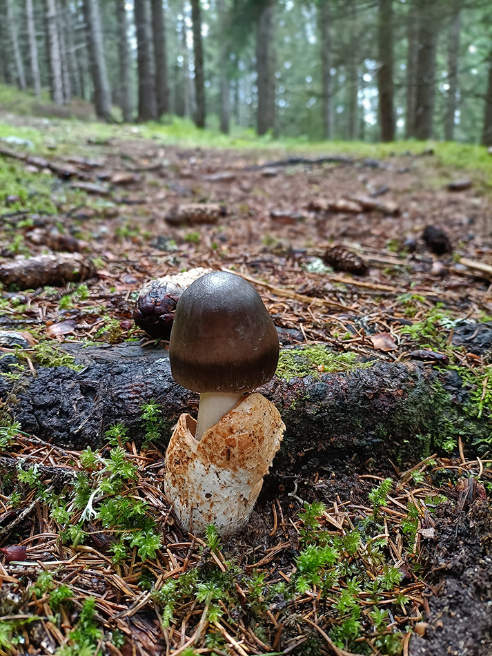 Amanita Pachycolea