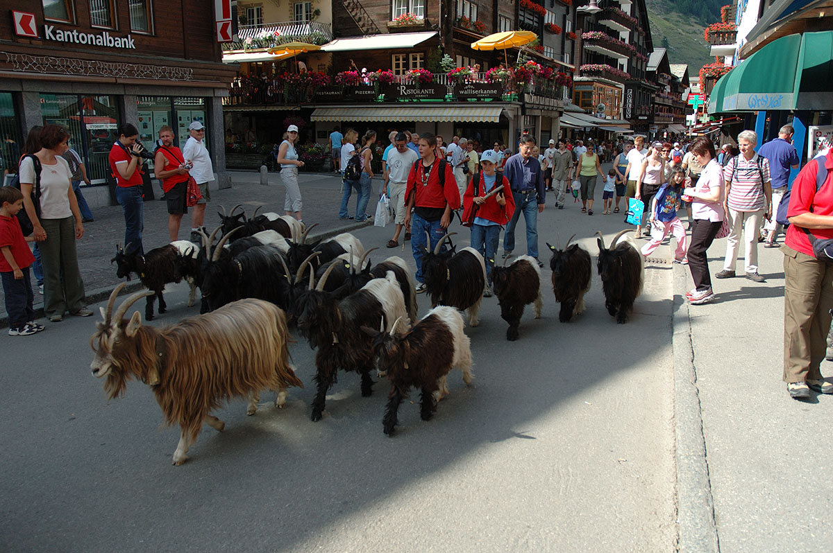 ../Viaggi/Cervinia_Zermatt/154.jpg