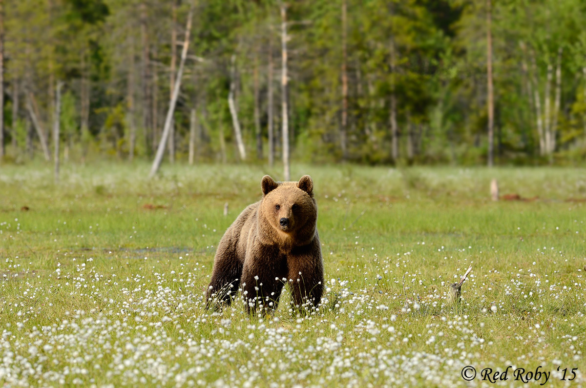 ../Viaggi/Finlandia/0135.jpg
