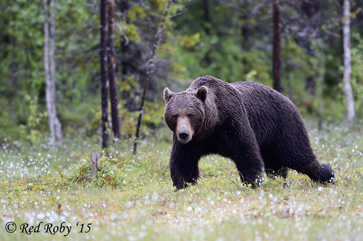 ../Viaggi/Finlandia/0268.jpg