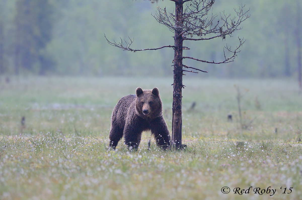 ../Viaggi/Finlandia/0355.jpg