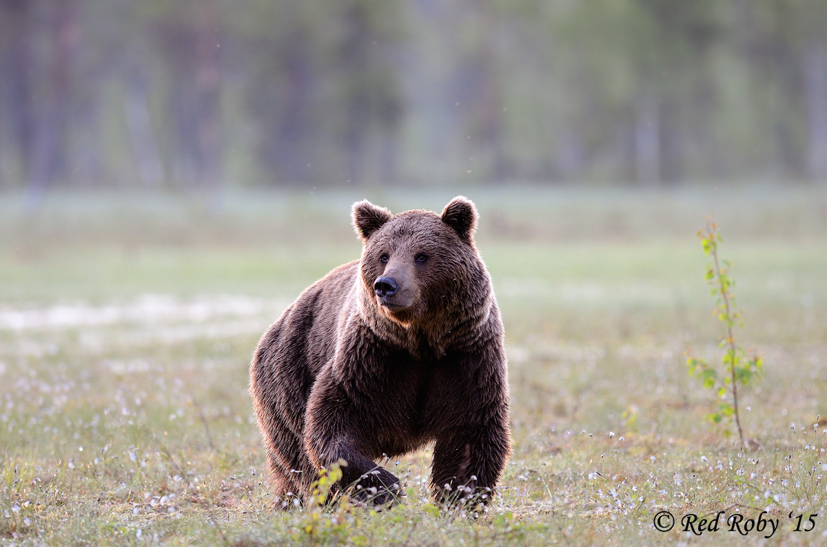 ../Viaggi/Finlandia/0443.jpg
