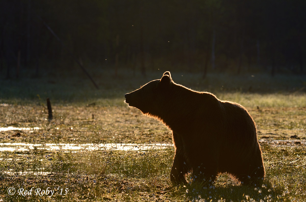 ../Viaggi/Finlandia/0539.jpg