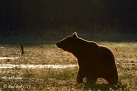 ../Viaggi/Finlandia/0539ter.jpg