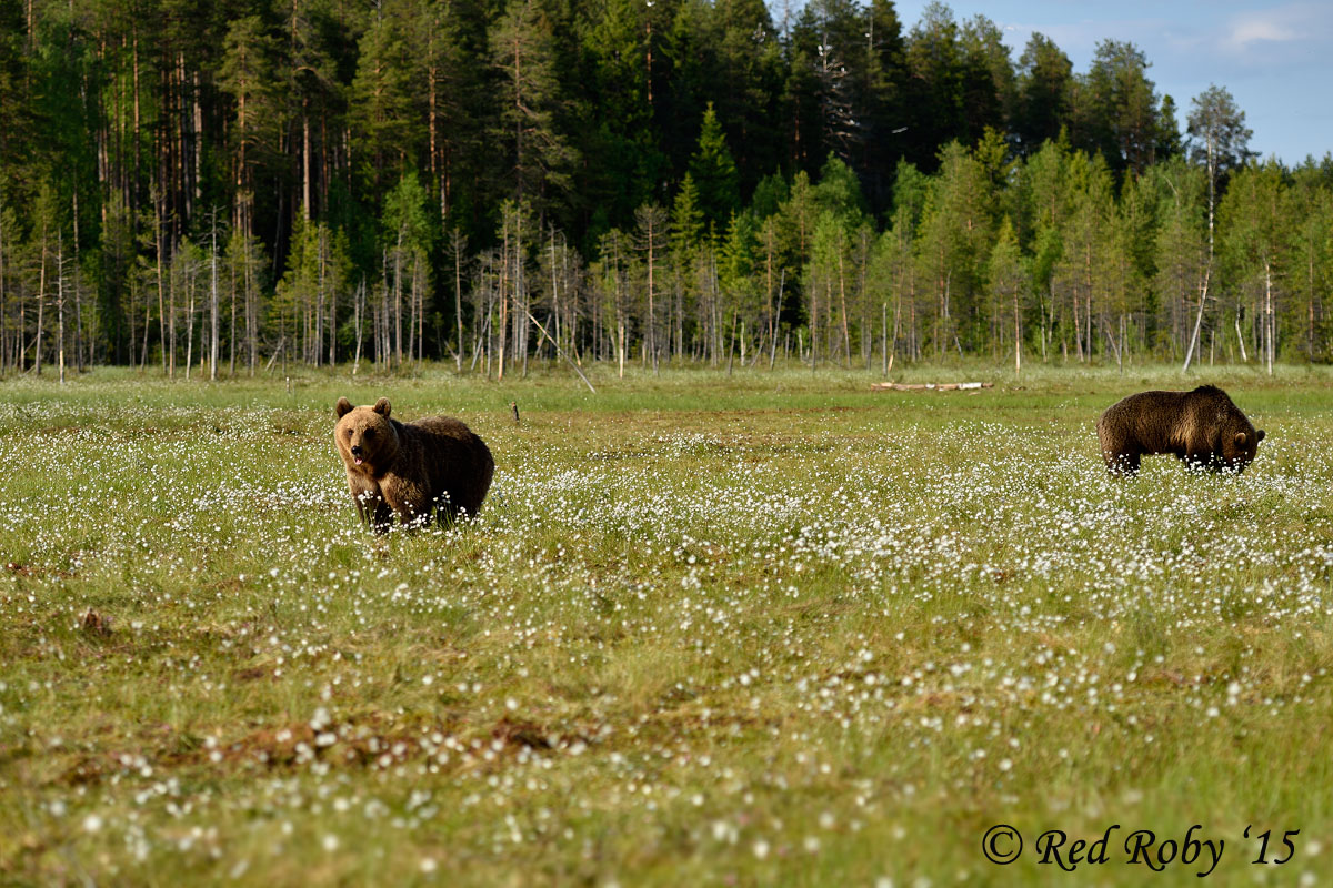 ../Viaggi/Finlandia/0609_024.jpg