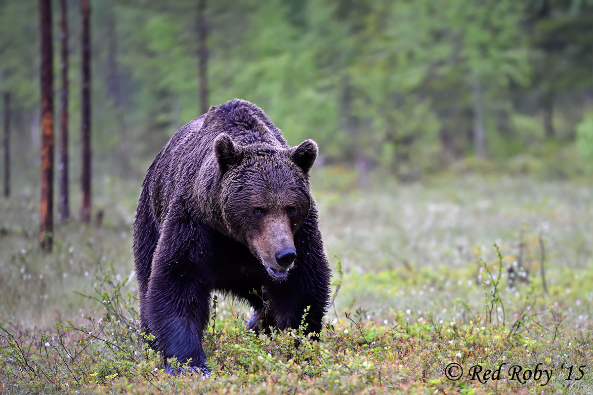 ../Viaggi/Finlandia/0609_052.jpg