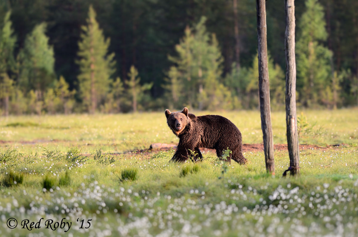 ../Viaggi/Finlandia/2357.jpg