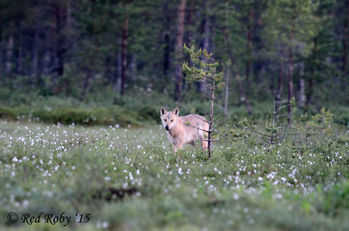 ../Viaggi/Finlandia/2488.jpg