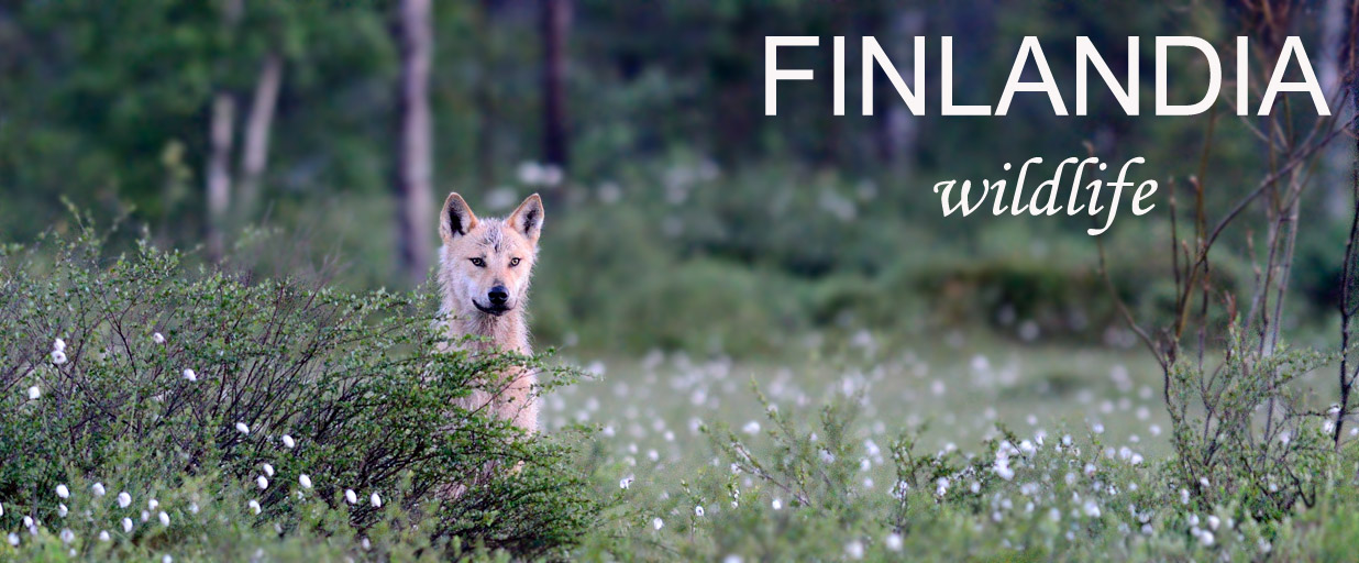 ../Viaggi/Finlandia/2496.jpg
