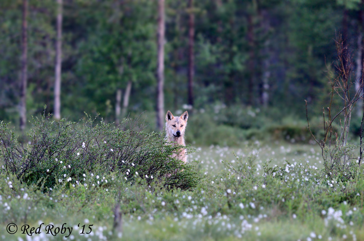 ../Viaggi/Finlandia/2496a.jpg