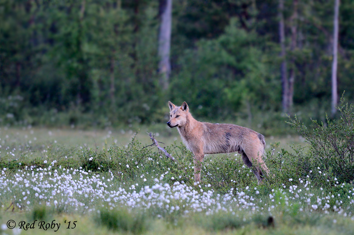 ../Viaggi/Finlandia/2501.jpg