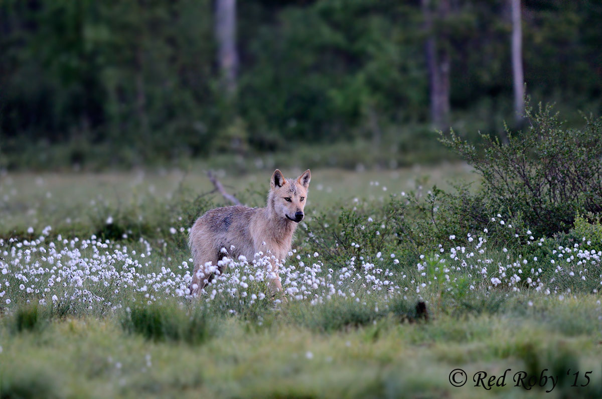 ../Viaggi/Finlandia/2510.jpg