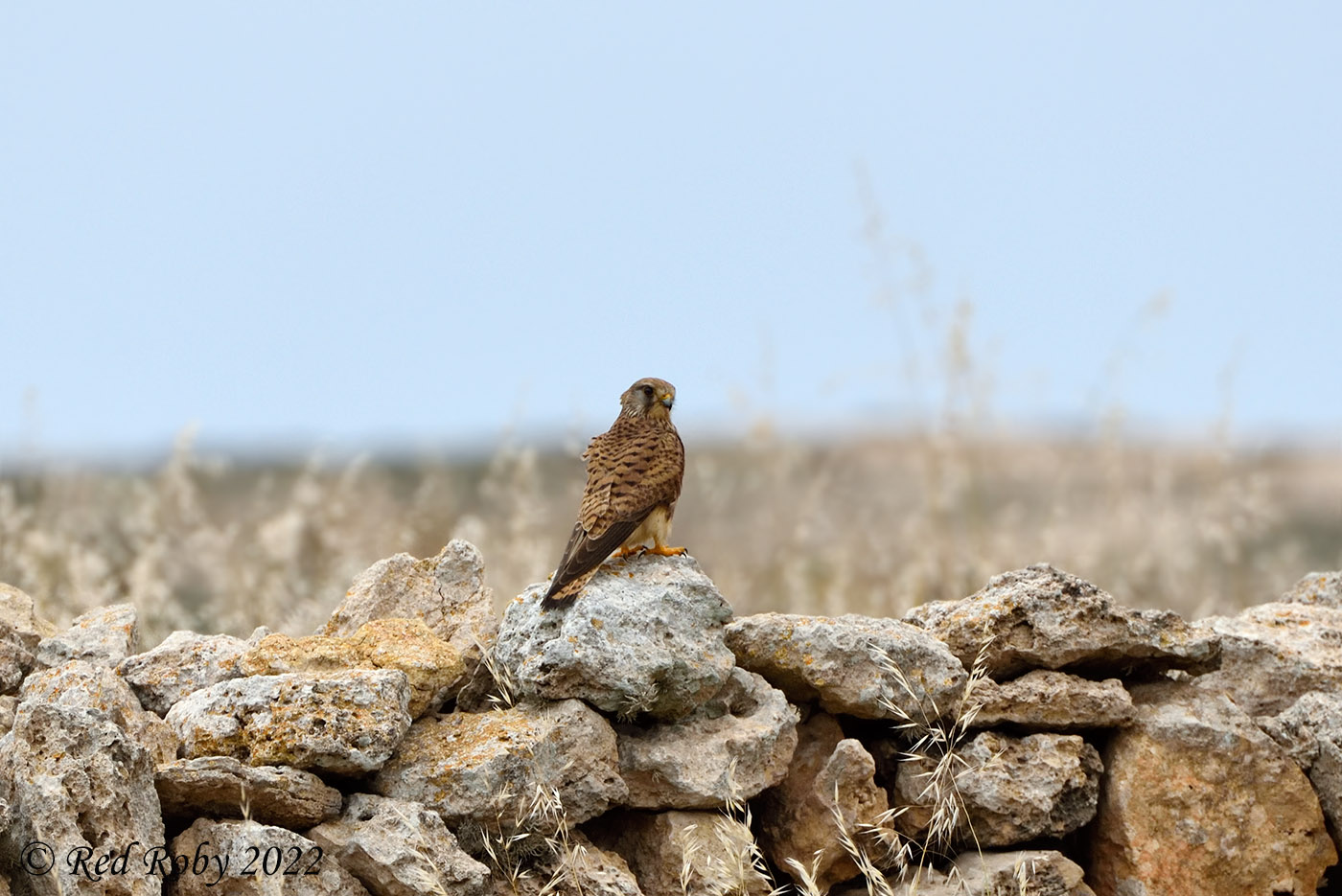 ../Viaggi/Lampedusa/Lampedusa_006700.jpg