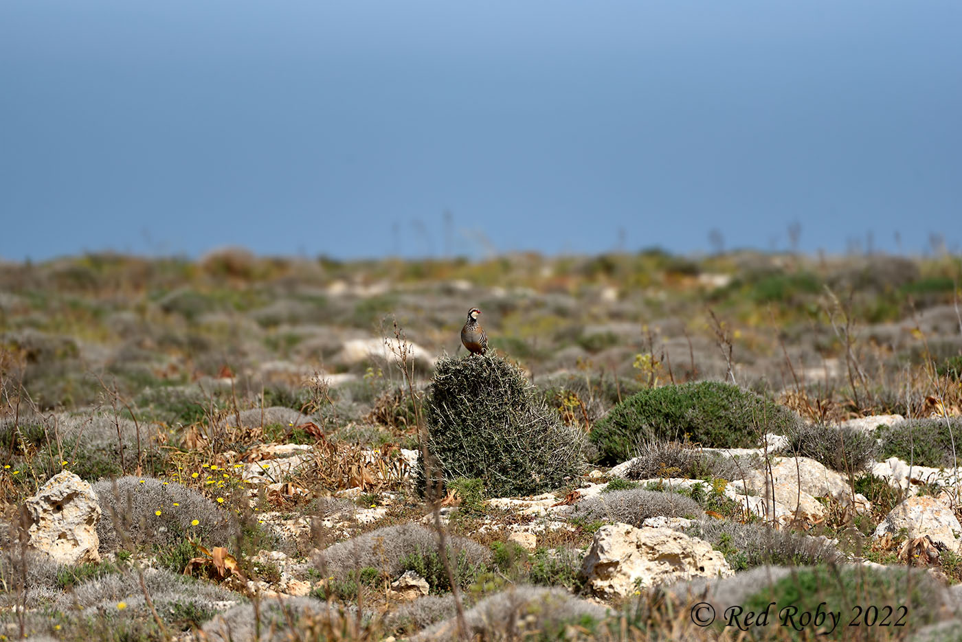 ../Viaggi/Lampedusa/Lampedusa_006915.jpg