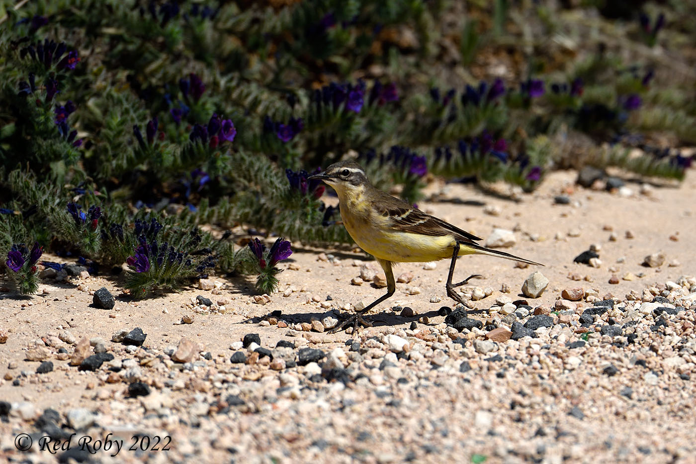 ../Viaggi/Lampedusa/Lampedusa_006979.jpg