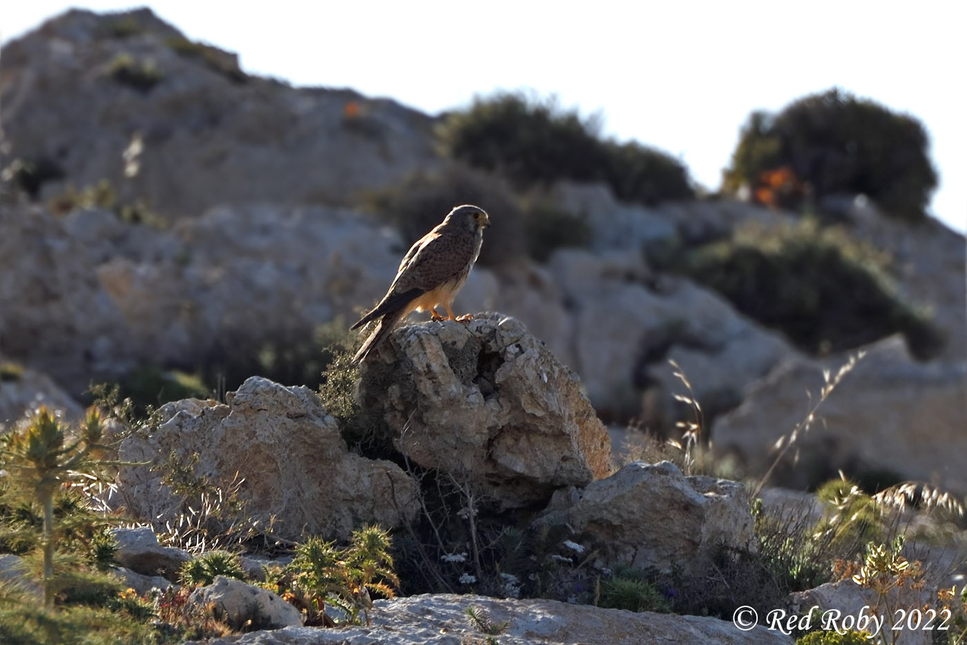 ../Viaggi/Lampedusa/Lampedusa_007373.jpg