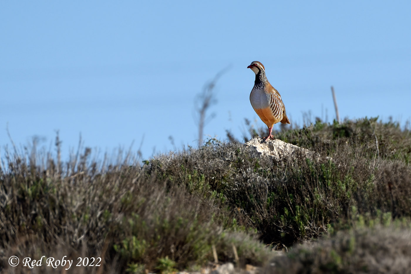 ../Viaggi/Lampedusa/Lampedusa_007427.jpg
