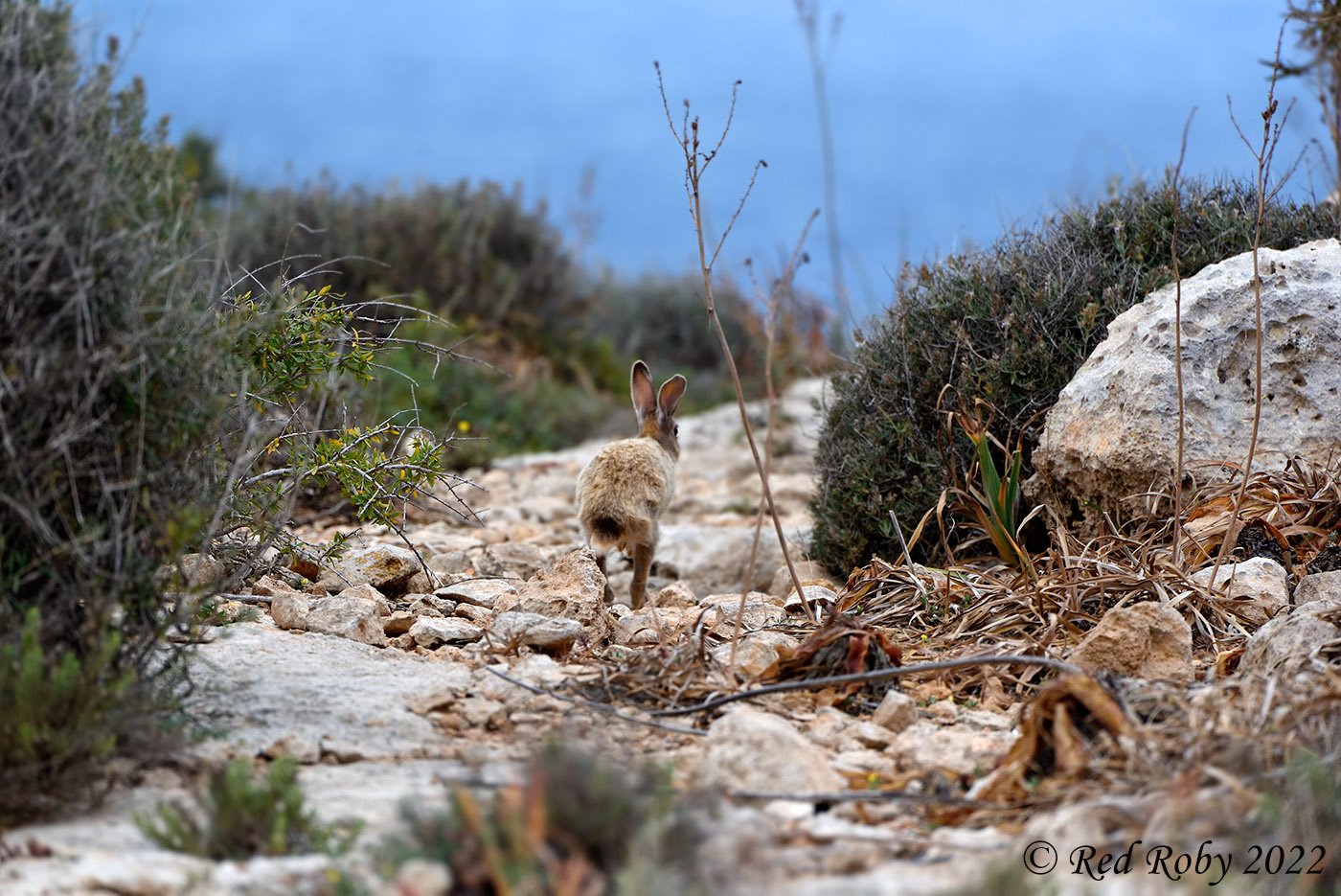 ../Viaggi/Lampedusa/Lampedusa_007437.jpg