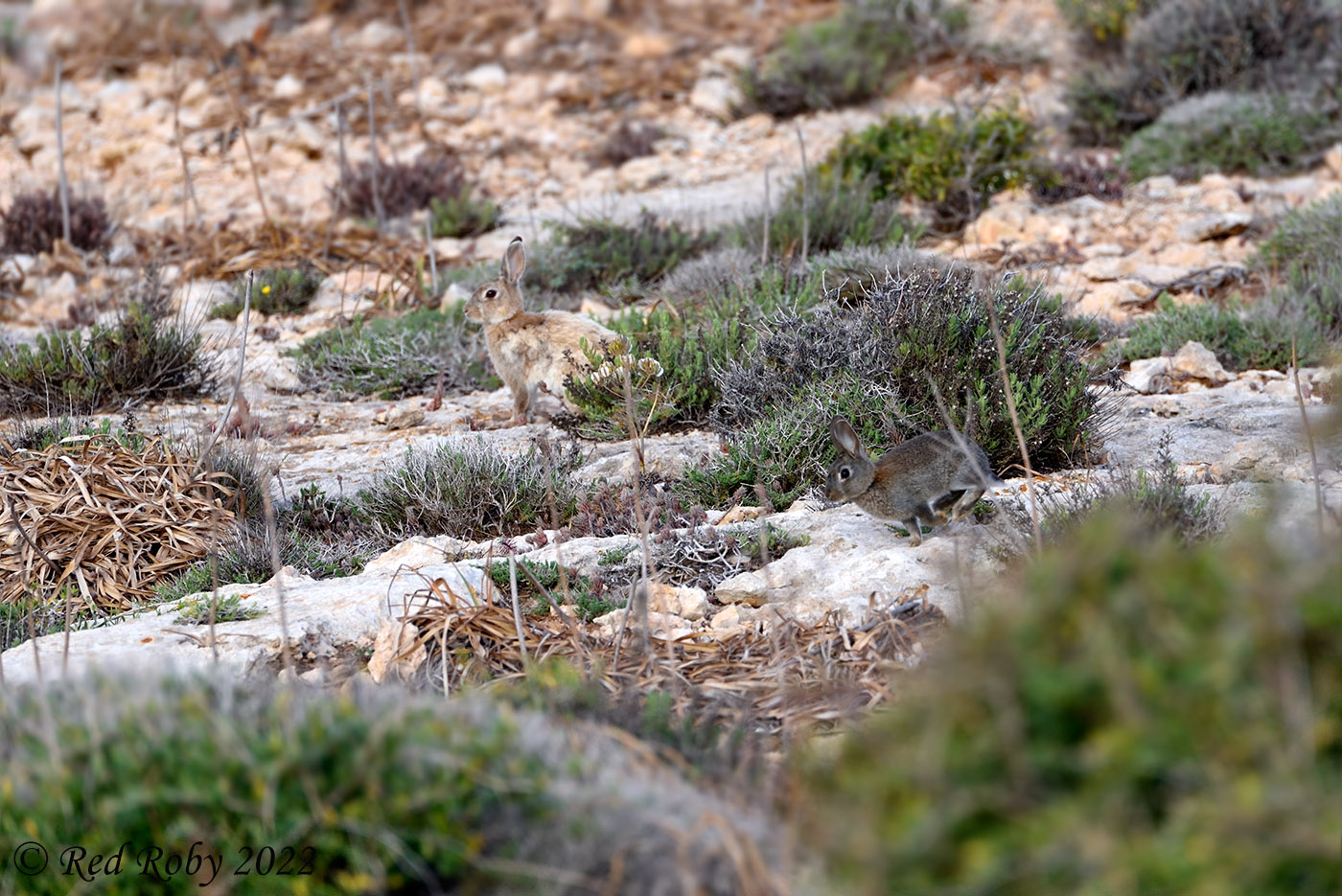 ../Viaggi/Lampedusa/Lampedusa_007480.jpg