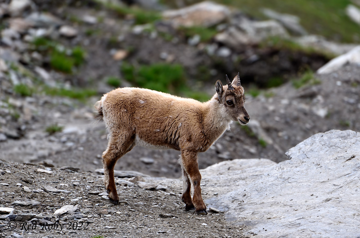 ../Viaggi/Monviso/Giro_Monviso_008019.jpg