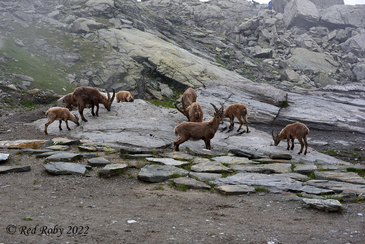 ../Viaggi/Monviso/Giro_Monviso_008021.jpg