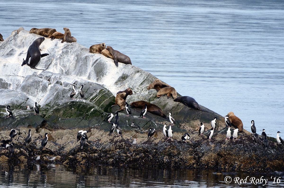 ../Patagonia/Canale_Beagle_0185_b.jpg