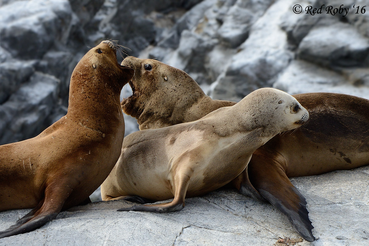 ../Patagonia/Canale_Beagle_0201_b.jpg