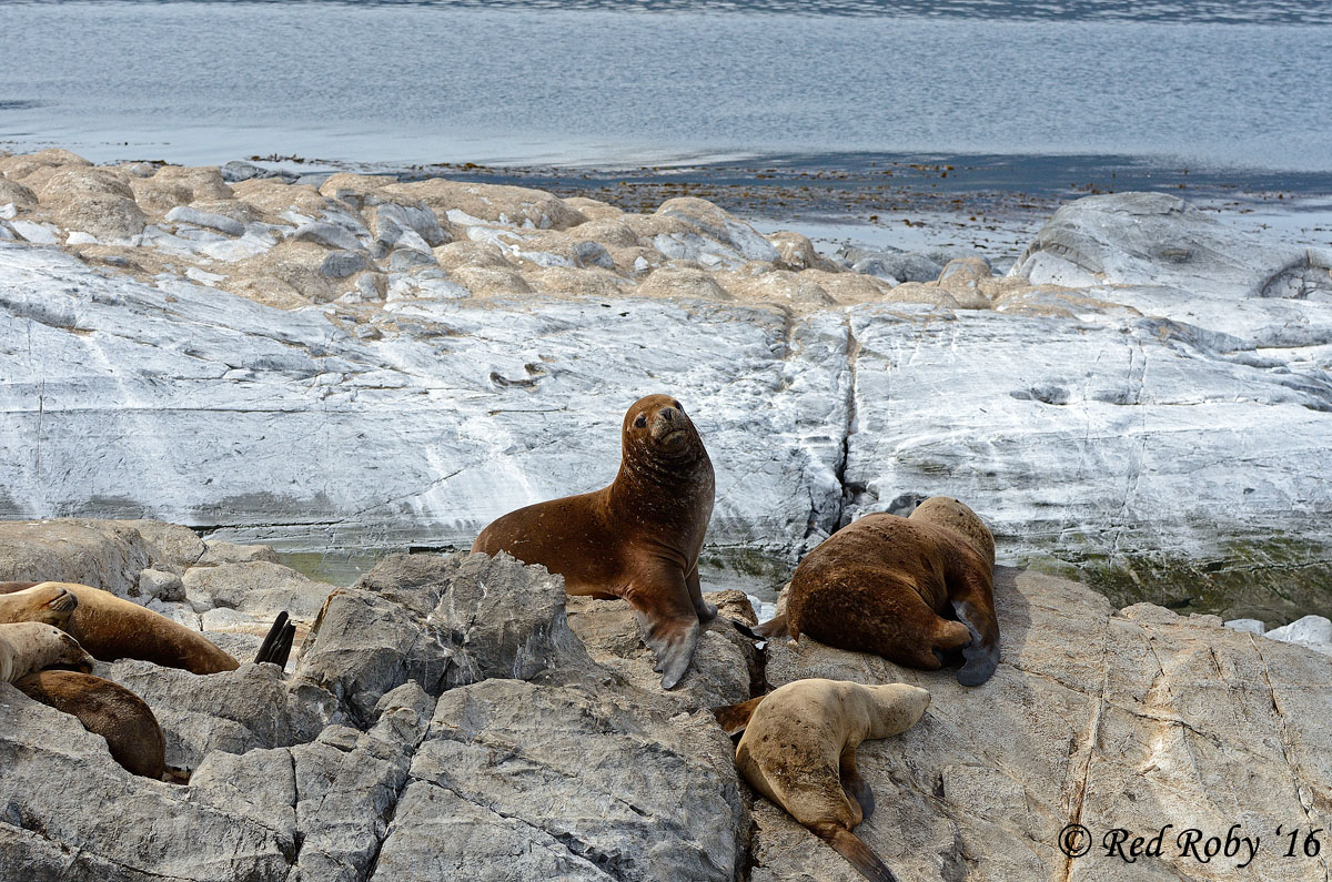 ../Patagonia/Canale_Beagle_0222_b.jpg