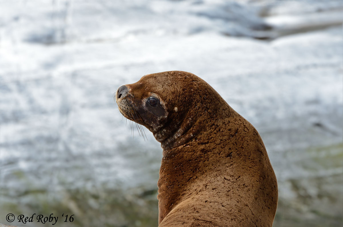 ../Patagonia/Canale_Beagle_0225_b.jpg