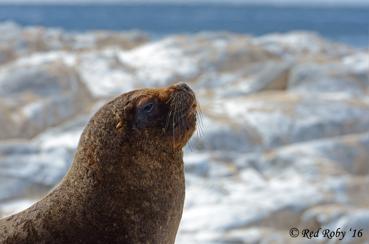 ../Patagonia/Canale_Beagle_0226_b.jpg